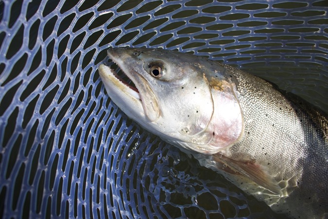 Battle ready. These fish are like nothing else