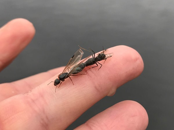 Mating flying ants