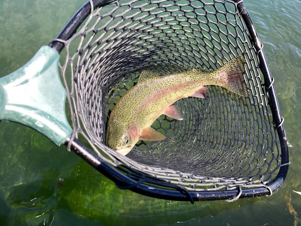 We hooked many, many of these fatties yesterday