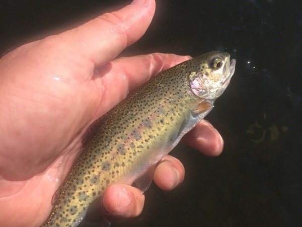 The beautiful markings of a smaller Hat Creek Rainbow.
