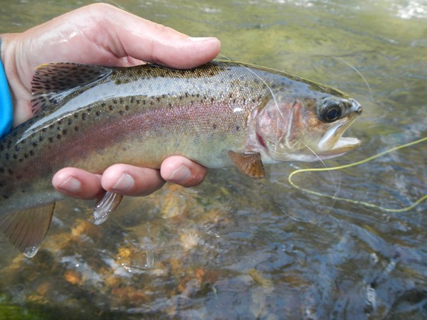 This fish chowed a big grasshopper dry