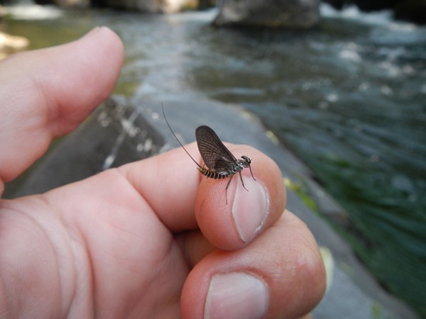 killer mayfly.  Mahogany?  Anyone?