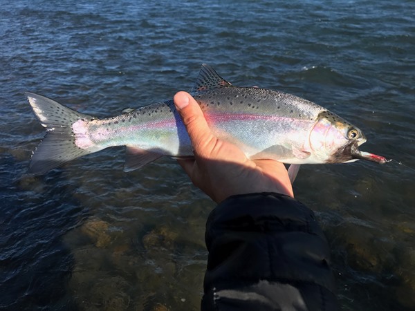 Lower Sac fish sometimes do eat streamers!