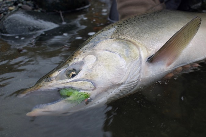 A freshly minted coastal king.