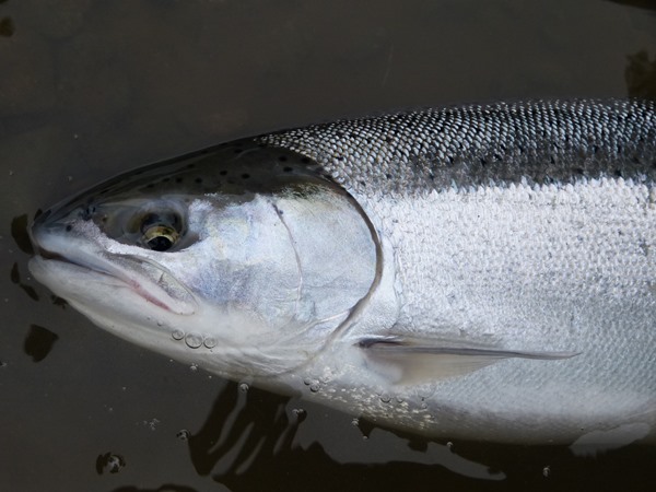 Fishing Report Image