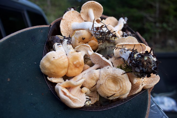 A hat full of fresh hedgehogs