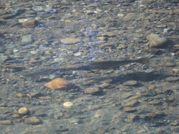 Wild steelhead making more