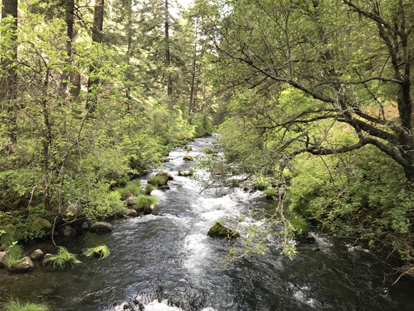 Lower Burney Creek