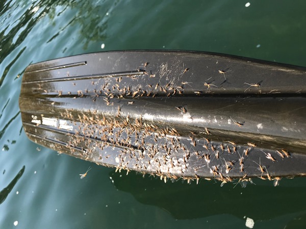 Hundreds of miniature mayflies on my oar blade