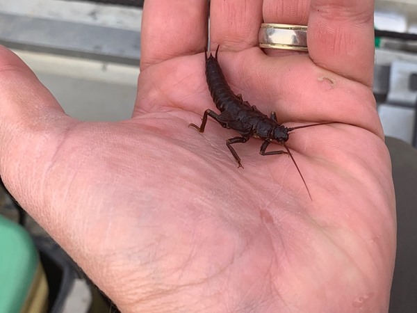 Now that is a big stonefly
