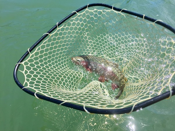 Big fish in a big net!