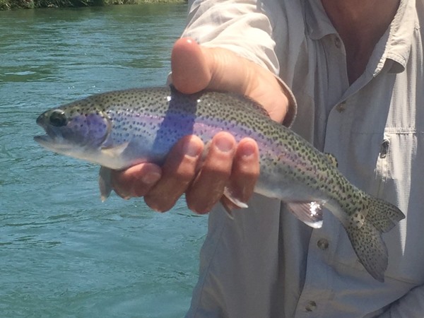 Beautiful native rainbows on the Lower Sac