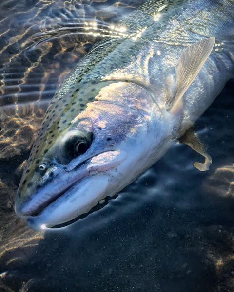 Fishing Report Image