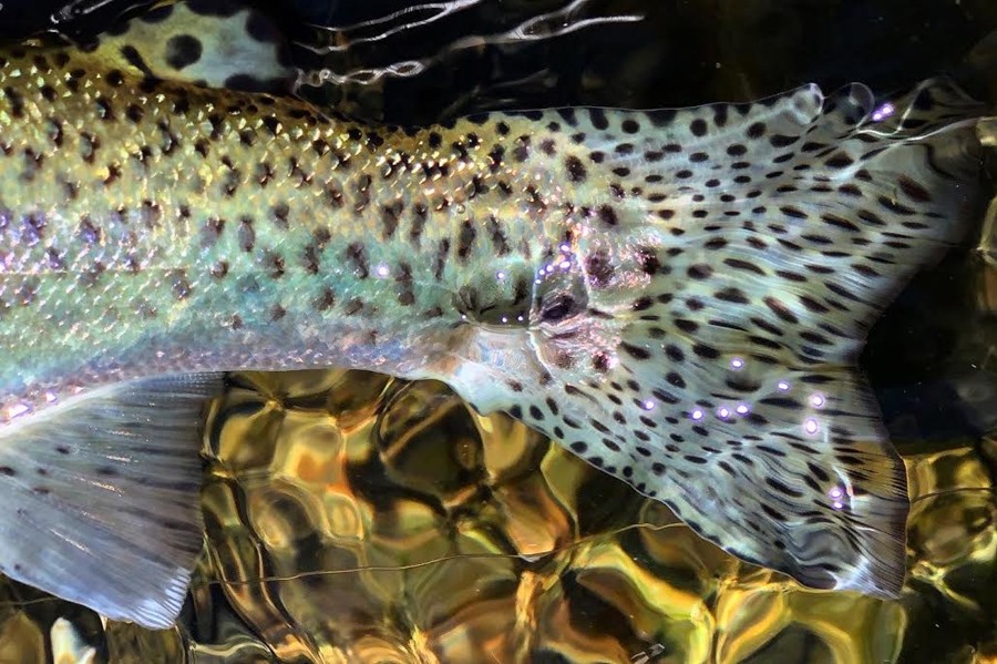 Beautiful spectrum on this one. Just don't tell him he's not a grown up yet!