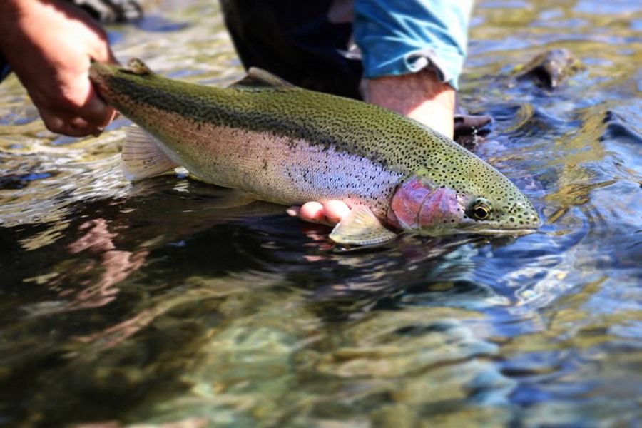 A beautiful wild hen that crushed a swung soft hackle