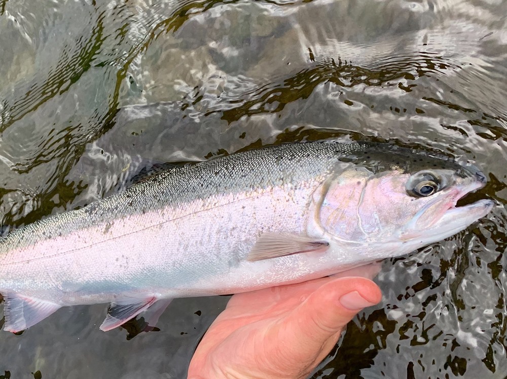 A chunky Klamath half pounder