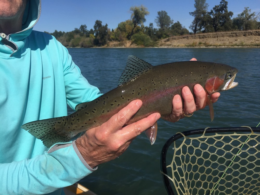 Nothing like a wild trout on the Lower Sac.