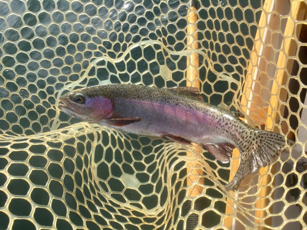 Another wild rainbow