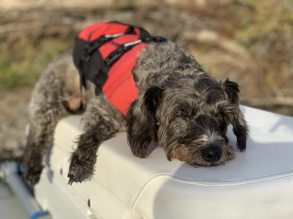 Marlee enjoyed napping on the warm summer like days the past few weeks