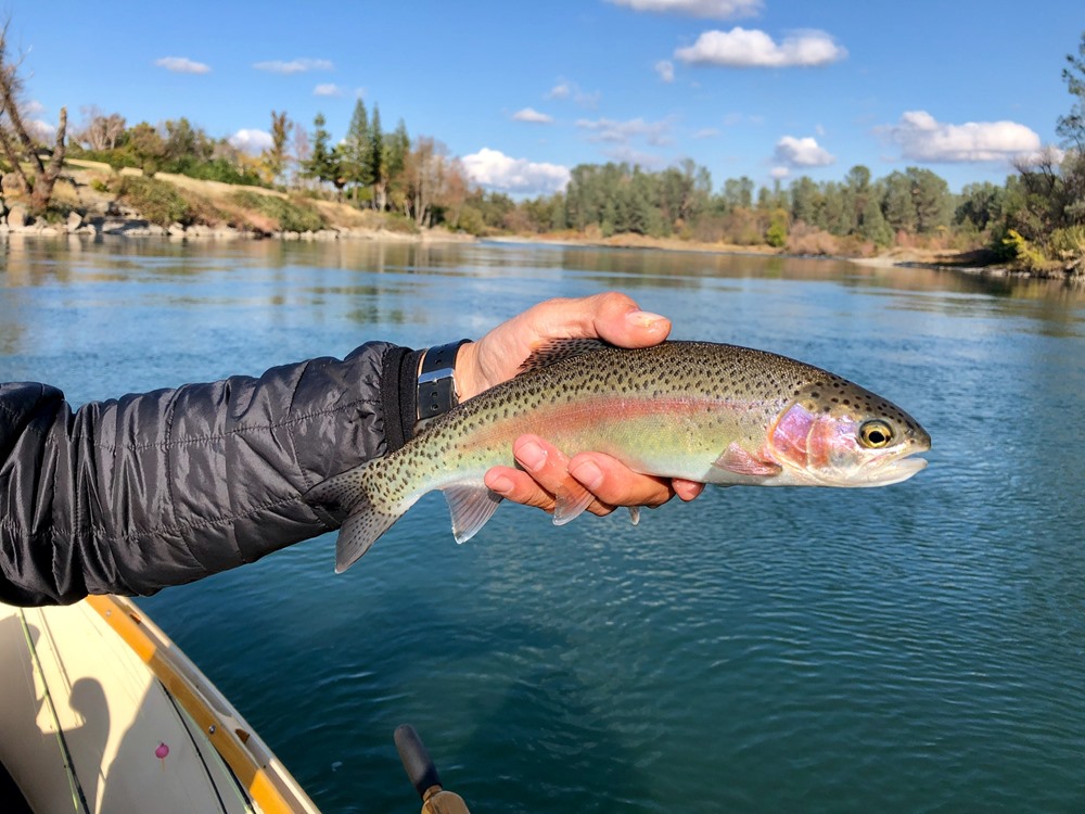 Beautiful wild trout