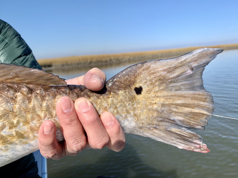 Redfish are very cool and beautiful fish