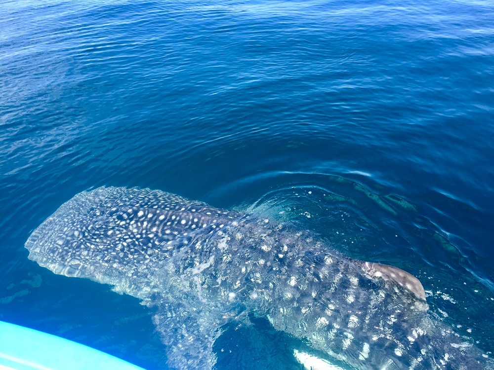 Whale shark!