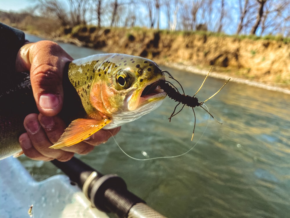 Yet another trout on the might rubber legs.