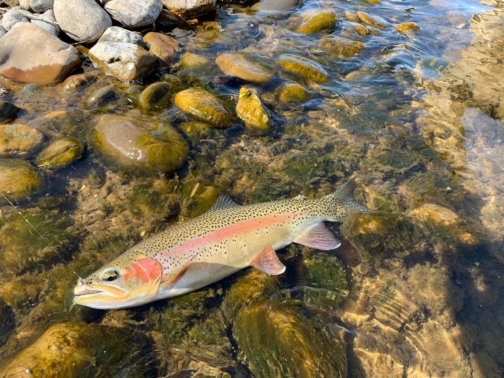 Big wild fish on a dry fly