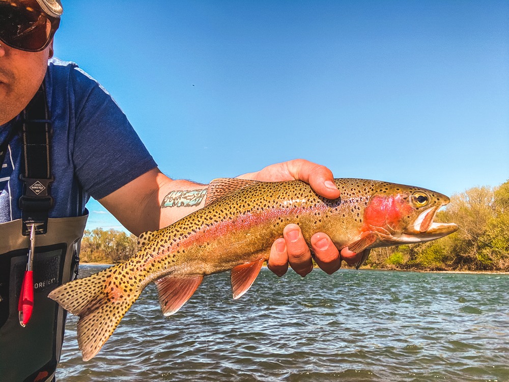 Trout Porn #1