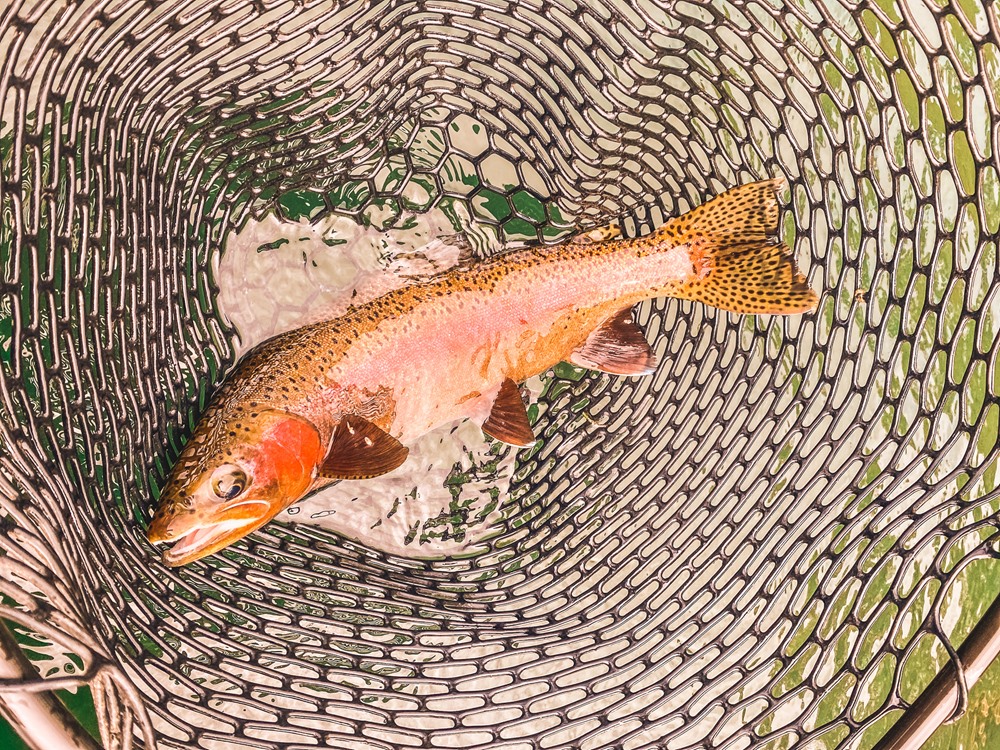 Trout Porn #2