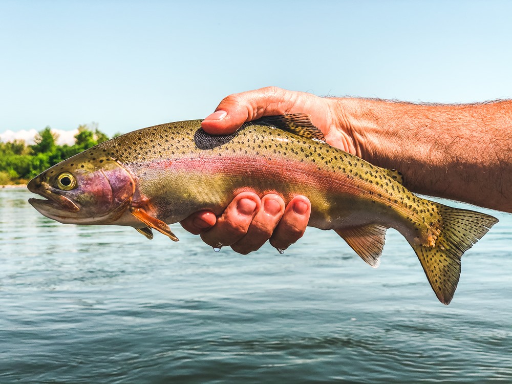 Trout Porn #3