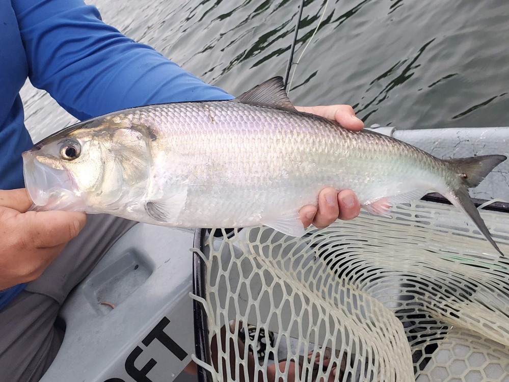 American River Fishing Report by Confluence Outfitters
