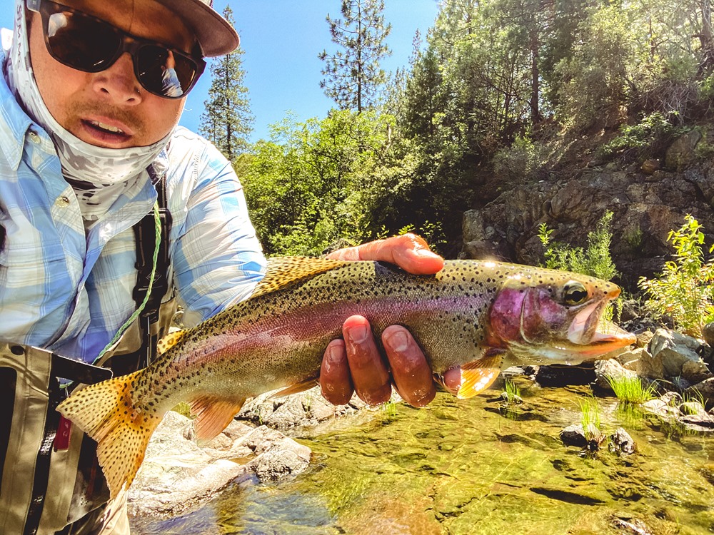 A 16-inch trout from the Upper Sac.