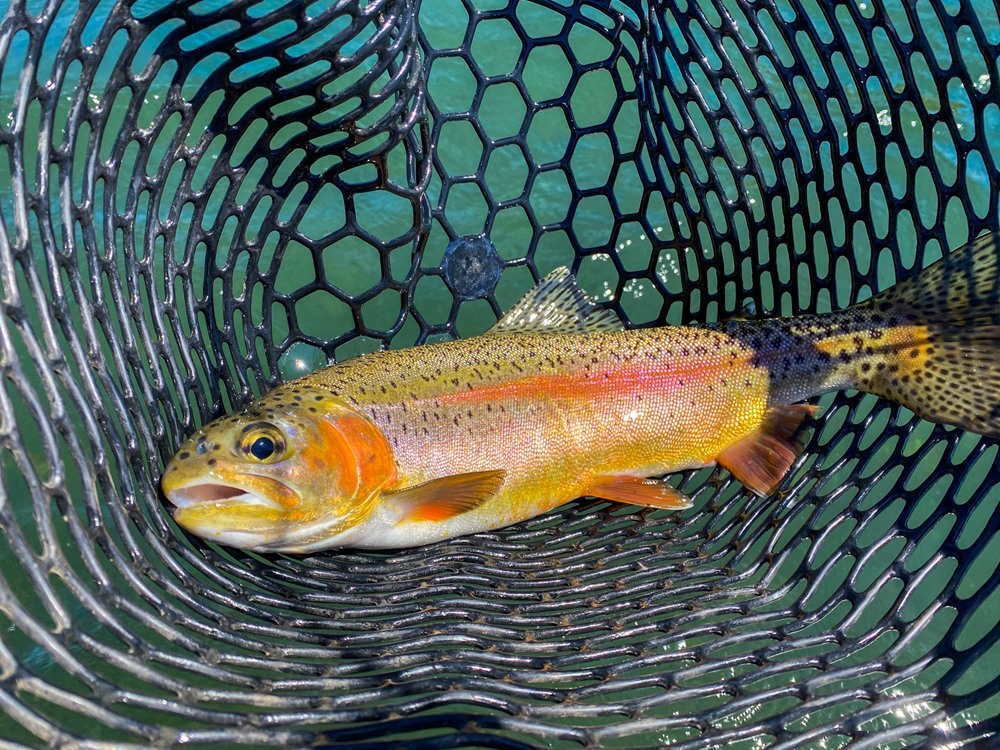 Look at the colors on this gorgeous trout.