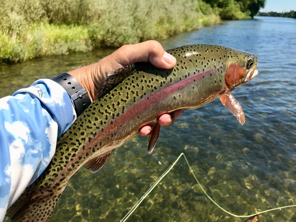 Beautiful wild rainbows