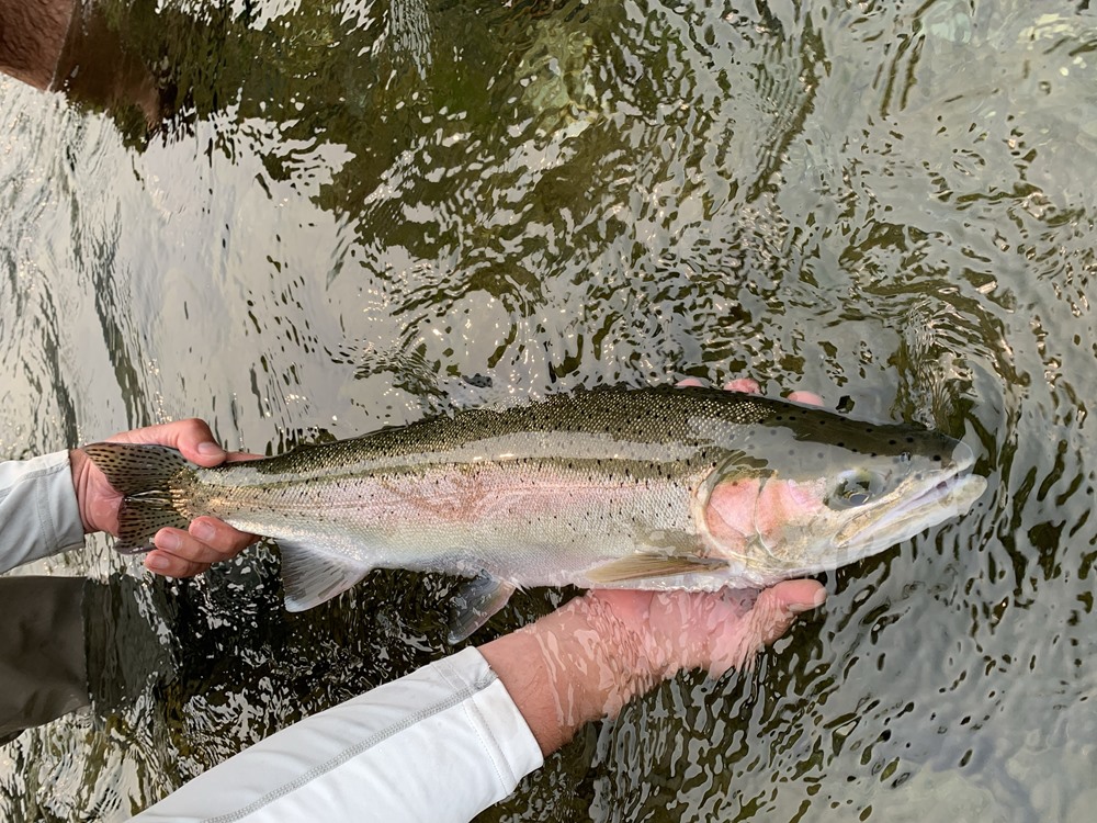 Steelhead are cool.