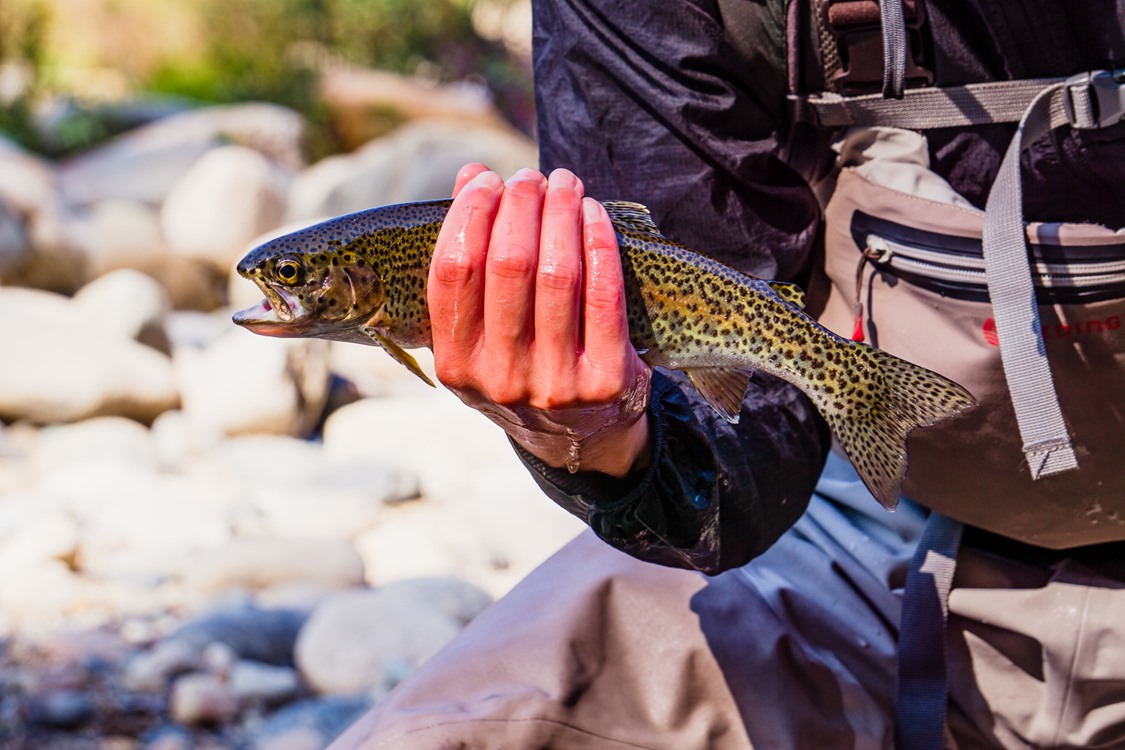 Upper Sac trout are gorgeous.