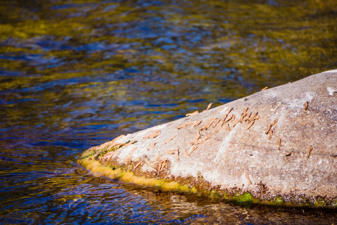 Caddis everywhere.