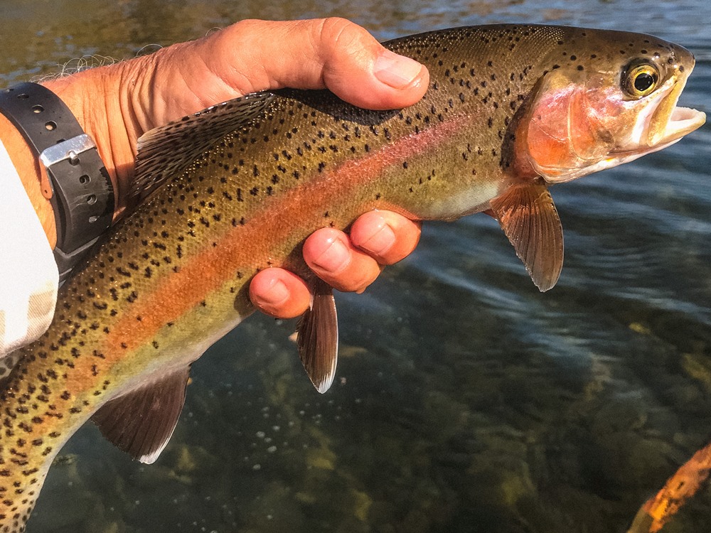 Kevin holding one of his guy's trout. Look at those colors!