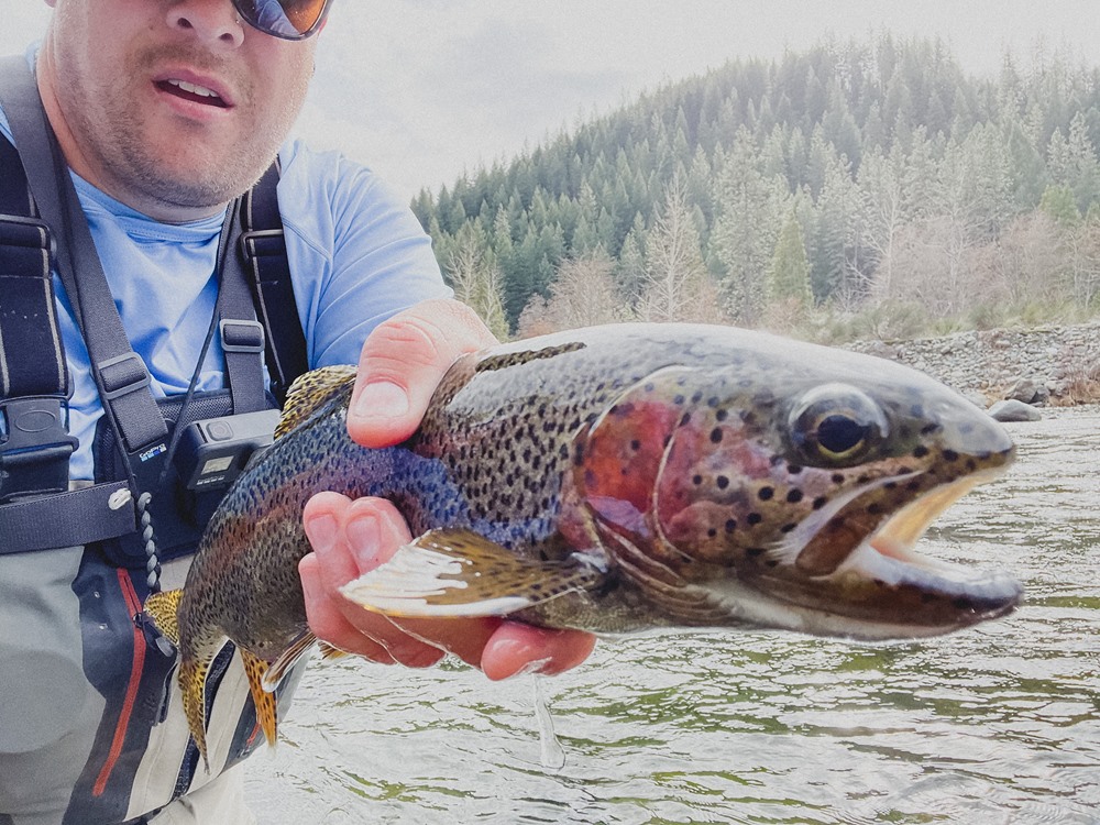 A handful of trout.