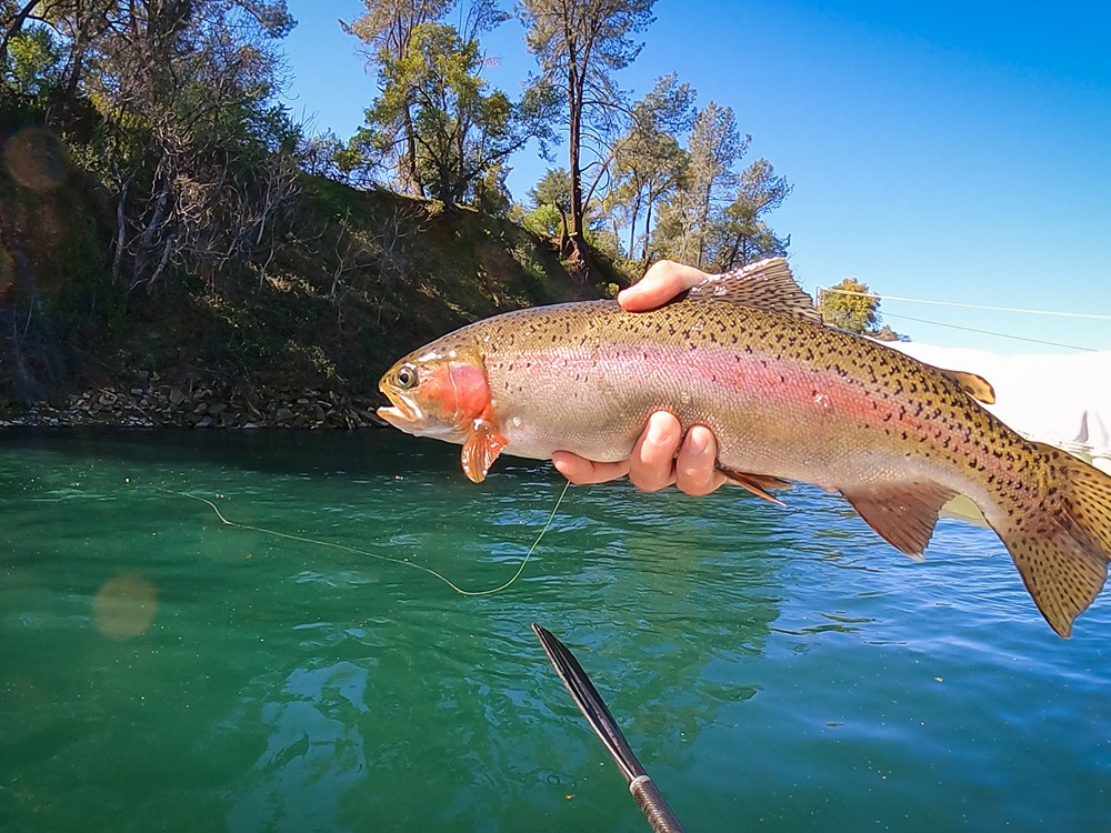 A healthy Lower Sac 'bow.