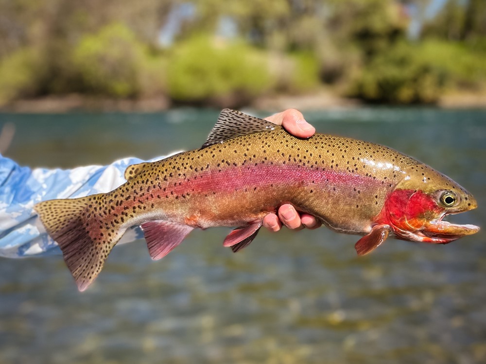 Rubber legs are what gets fish to 22inches!