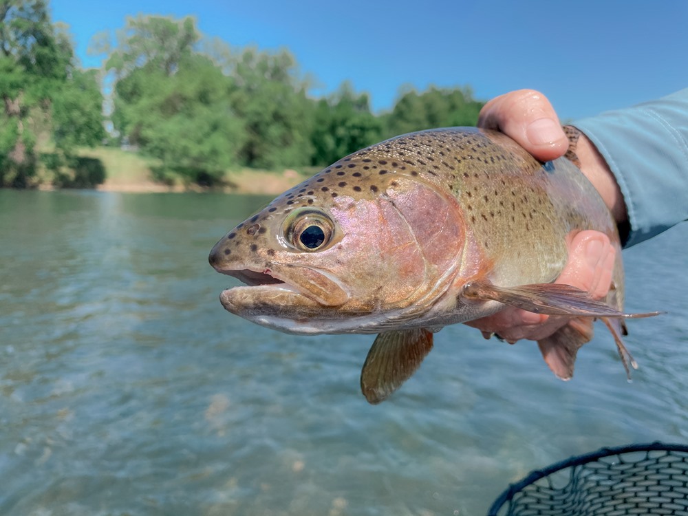 A handful of trout!