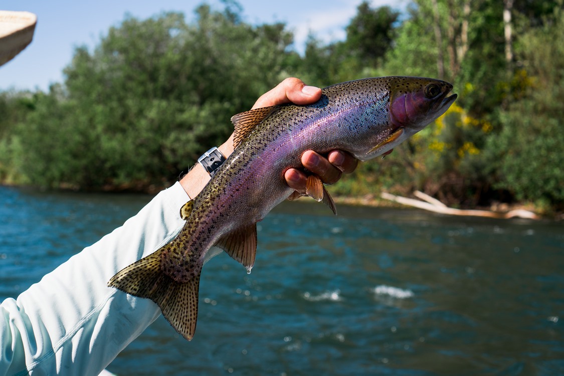 A stonefly crusher...