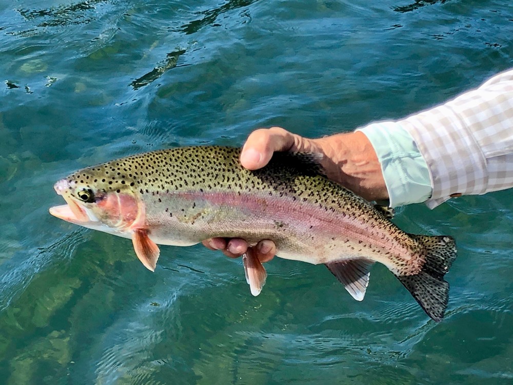 A big striper tried to eat this trout!