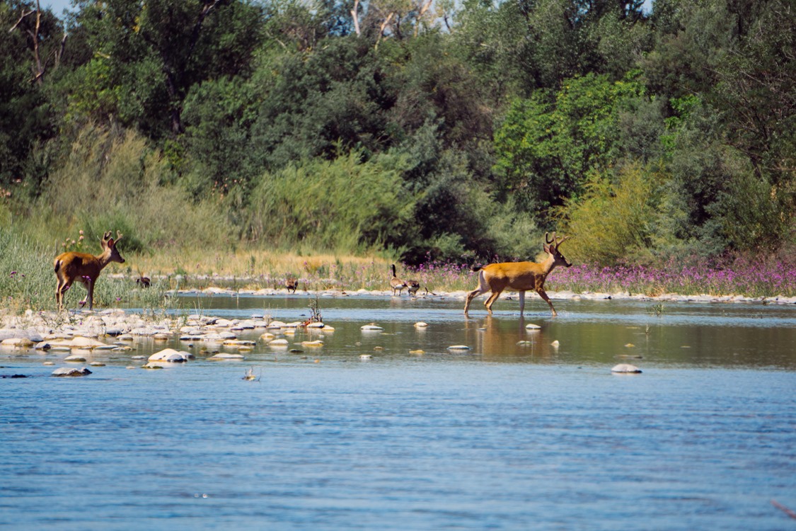 Pete spotted two bucks grabbing a drink at the local bar.