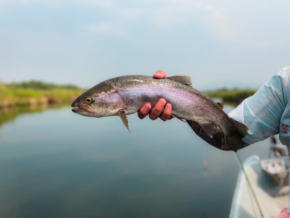 A handful of trout, once again...