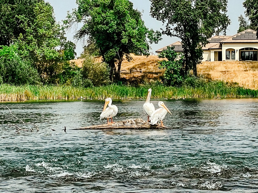 Pelicans are still hanging around.