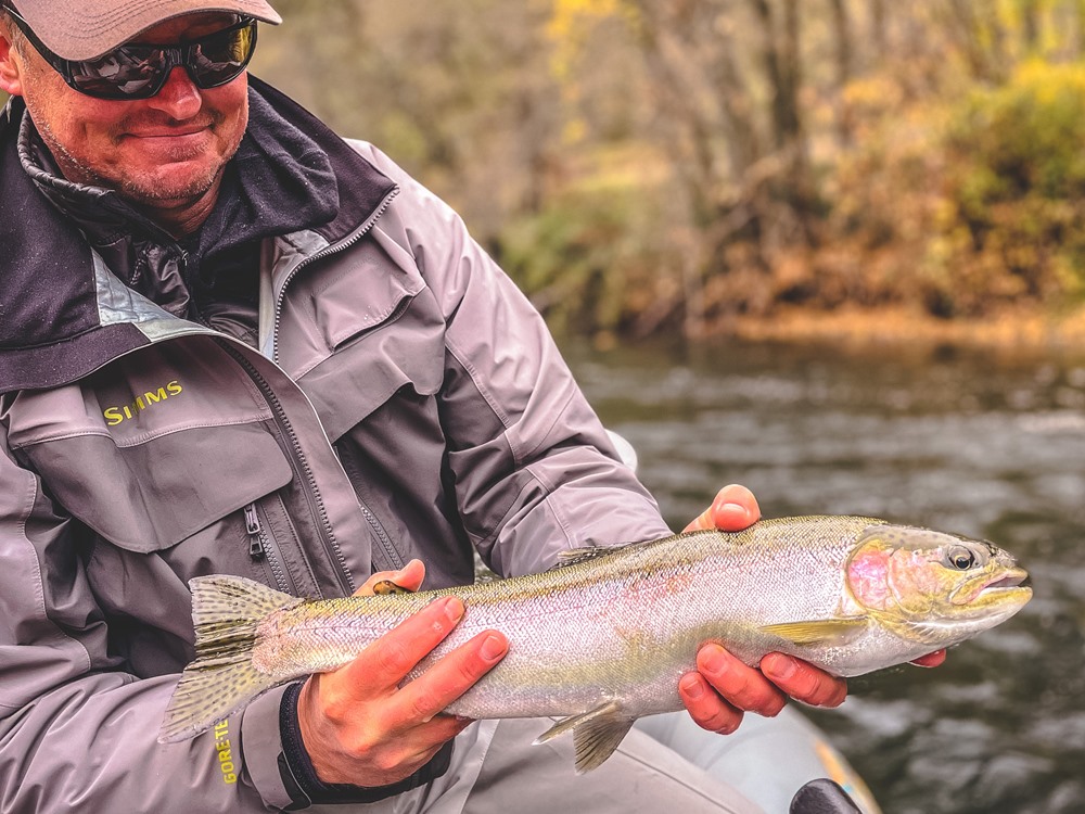 A feisty wild steelhead