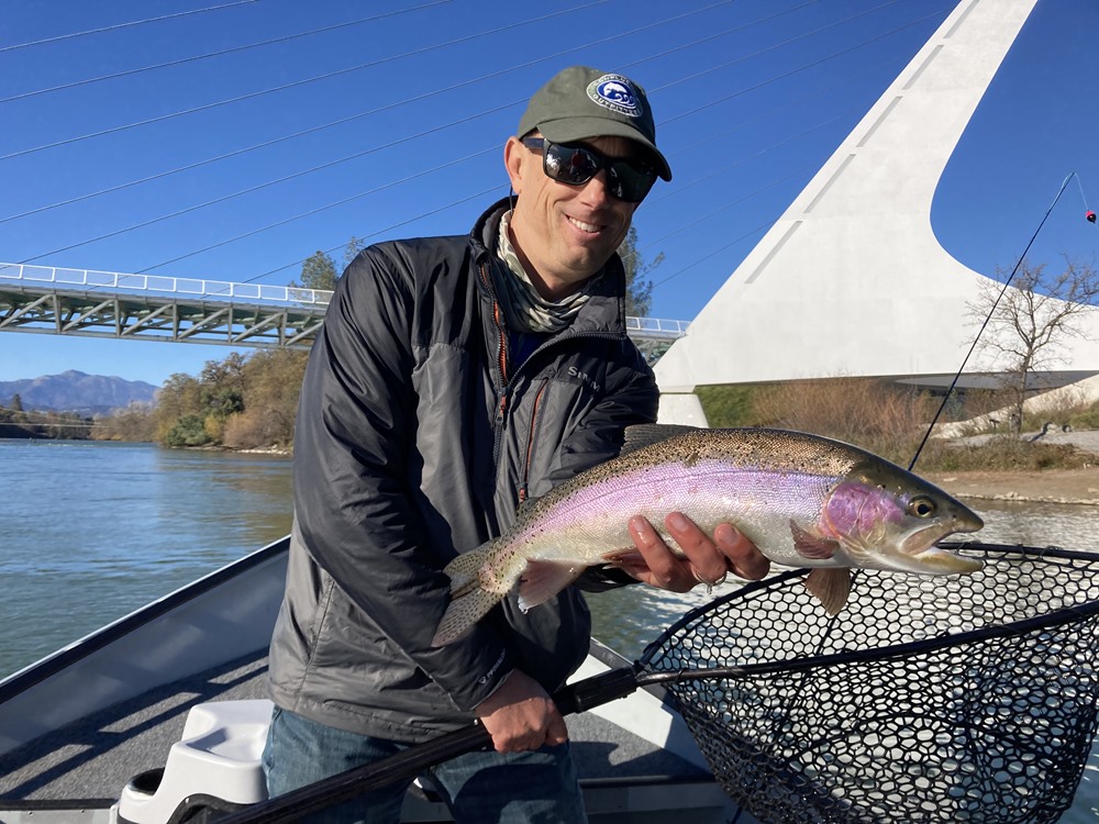 Yes, there are big fish that live under the Sundial Bridge!